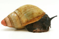 Archachatina marginata grevillei Cameroon adult